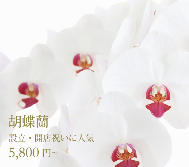 ミニサイズ~豪華大型サイズまで用途に応じて上質で豊富な種類の胡蝶蘭を大切なお取引先様へ全国最大規模で生産・管理を行う賞受賞生産者から直送でお届けします。