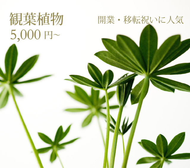 オフィスや店舗向けギフトとして人気の観葉植物を日本最大の産地愛知県から全国へ新鮮直送でお届けします。