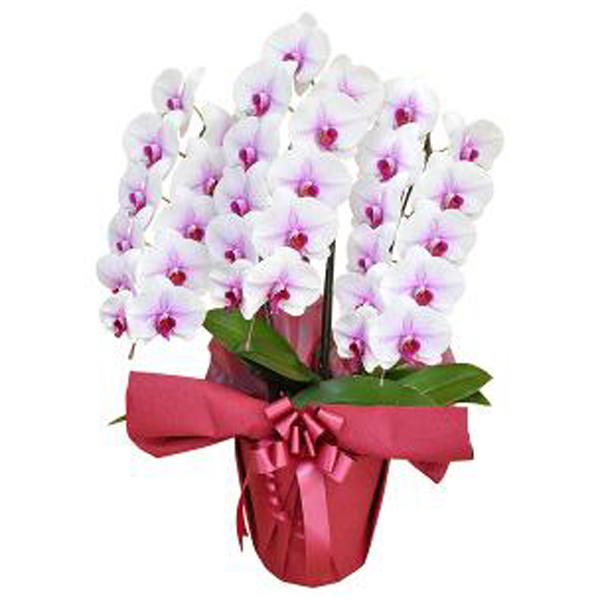 �ړ]���j���̌Ӓ����Ɋւ���^�u�[�Ƒ����}�i�[