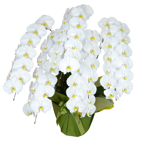 �J�@�j���ɌӒ������I�΂�闝�R�F�a�@�E�N���j�b�N�ɍœK�ȉq���I�����b�g