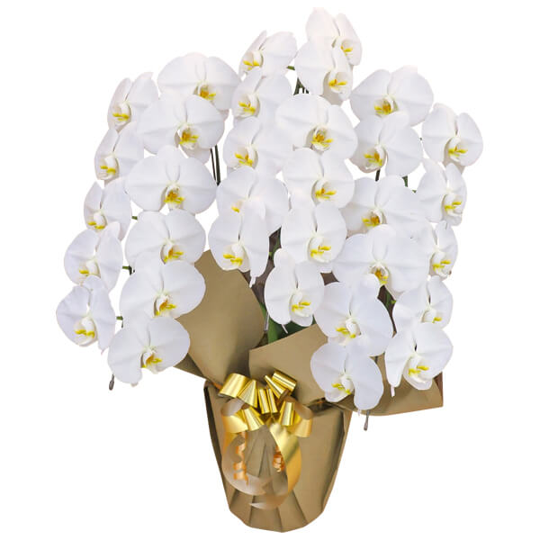 �A�C�j���ɂӂ��킵���Ԃ̗\�Z����Ƒ��鑊��ʂ̖ڈ�