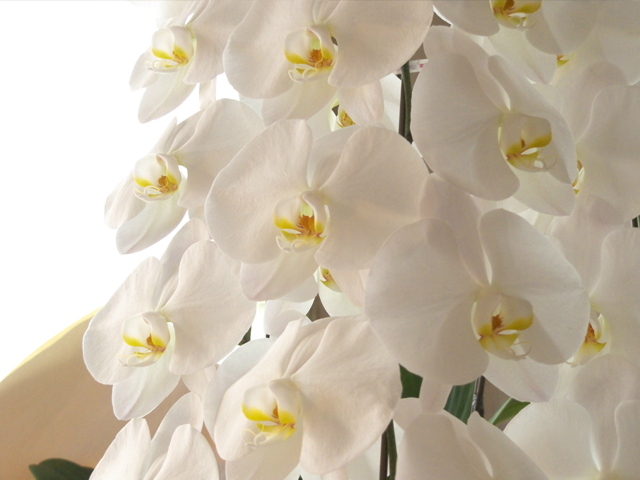 ��E�ʁE�\�Z�ʁA����̂Ȃ��Ӓ����̍œK�Ȗ{��