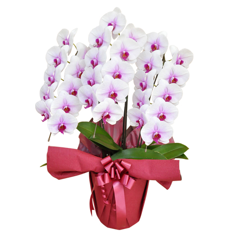 �ō��̊i���ƕi�i�������A�A�C�j���ɌӒ������I�΂�闝�R�ƐF�̑I�ѕ�