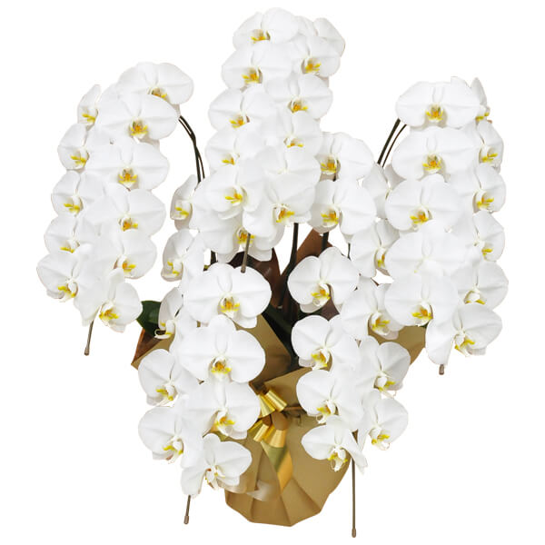 �y�Ǘ��̔錍�z�I�t�B�X��X�܂ŌӒ�����1�N�ȏ㒷���������鐅���ƒu����