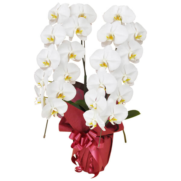 �J�X�j���ɍœK�ȌӒ����̕i��ƃT�C�Y��