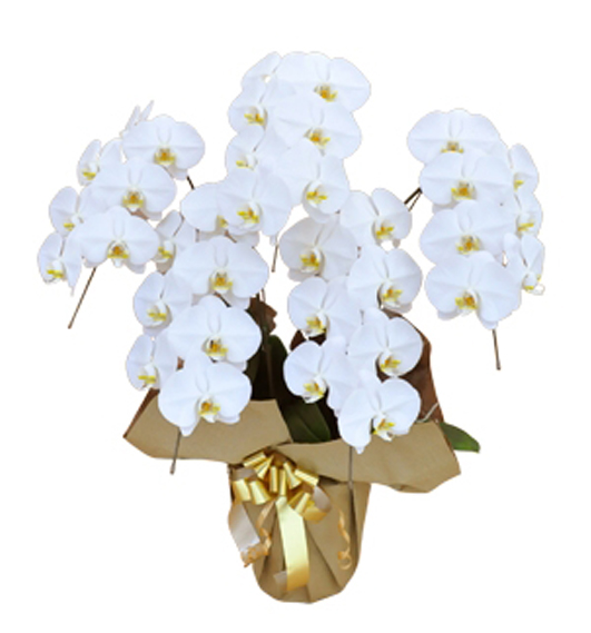 �A�C�j���ɑ���Ԃ̎�ނ����Ӗ��ƃ}�i�[�b�t�H�[�}���ȑI�ѕ�