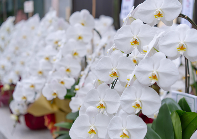 �Ȃ��ړ]���j���ɌӒ������D�܂��H����₷���ƃ����b�g