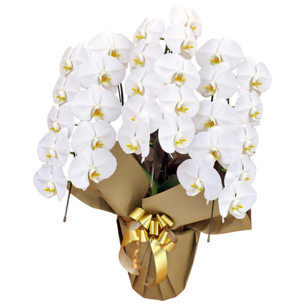 �J�X�j���ɌӒ������I�肳����z�������R�Ǝ��p�I�ȗ��_