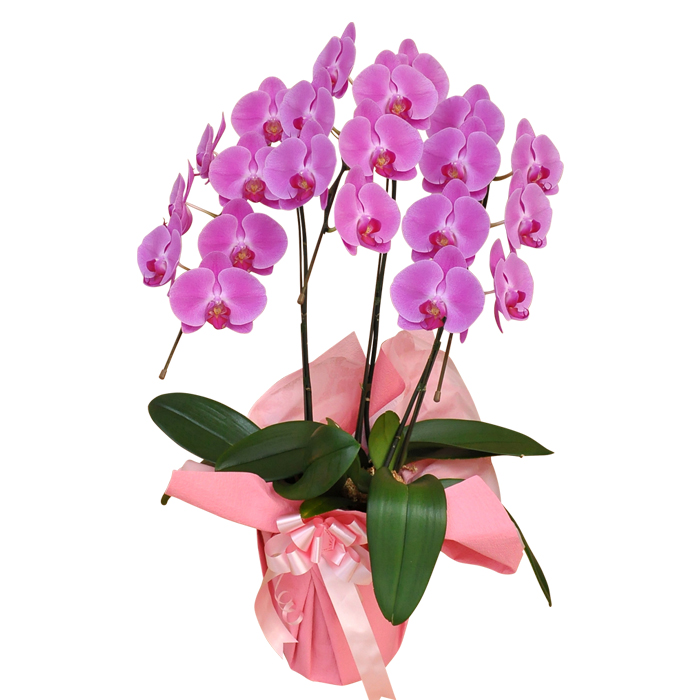 �y�Ԍ��t�̑I��z���N�L�O�ɐ����ƍK�����F�O����Ӓ����̃��b�Z�[�W