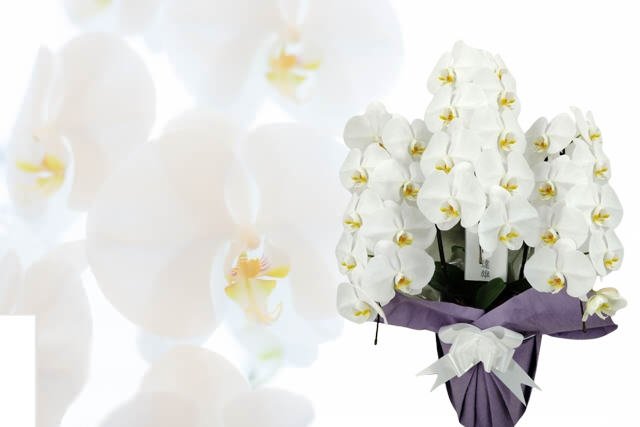 �Ӓ��������ԂƂ��đI�΂��悤�ɂȂ������j�I�w�i�Ɨ��R