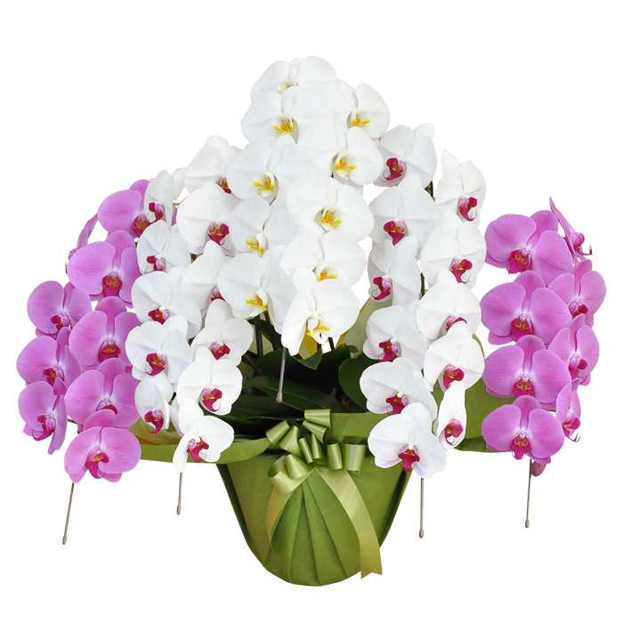 �S�������`���Ӓ����̐F�I�сF���җl�ƃX�^�b�t�Ɉ��炬��^������@