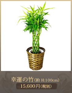 開業祝いに観葉植物15,000円