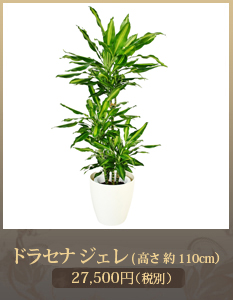 開店祝い（新装開店）観葉植物15,000円