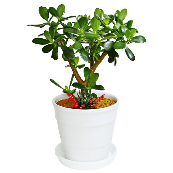 お祝いに贈る観葉植物「金のなる木（花月）十二の巻寄せ植え」