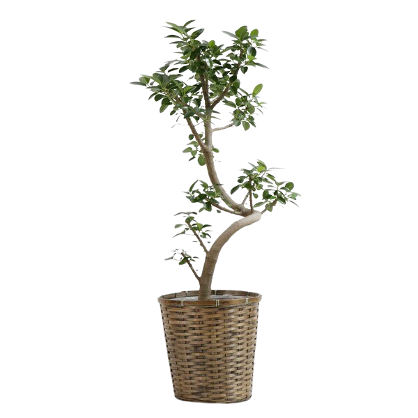 お祝いに贈る観葉植物「フランスゴムの木」