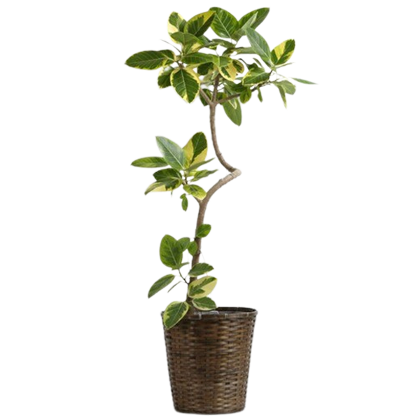 お祝いに贈る観葉植物「アルテシマ」