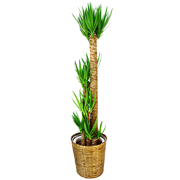 お祝いに贈る観葉植物「ユッカ・エレファンティフェス（青年の樹）」