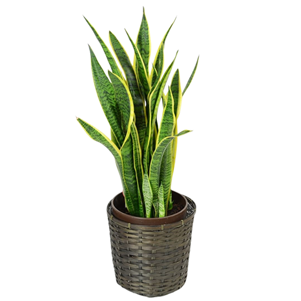 お祝いに贈る観葉植物「サンセベリア（トラノオ）」