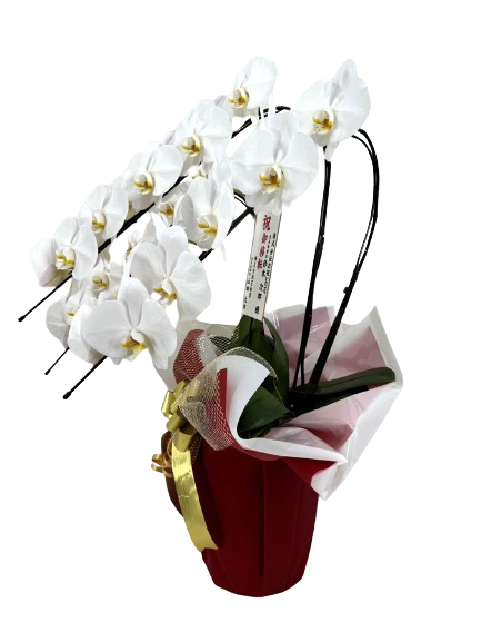 フラワーアレンジメント　3点おまとめ 100 Yen Shop] How to Make a Gift Flower Arrangement with Wrapping