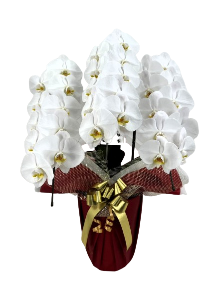 バラの花束 （67本）