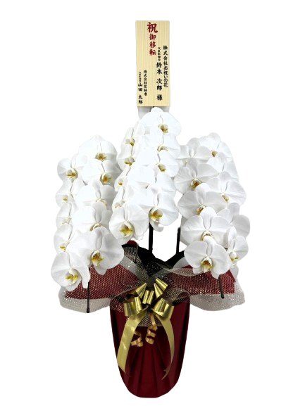 プラチナ胡蝶蘭 （大型タイプ 3f27w）