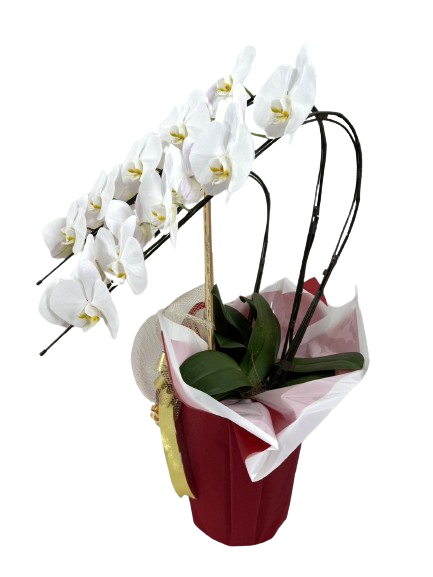 フィロデンドロン・クッカバラ 6号鉢（陶器）