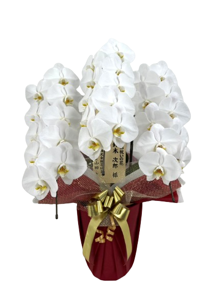 胡蝶蘭、生花　特注特大　8本立ち 胡蝶蘭、生花特注特大8本立ち