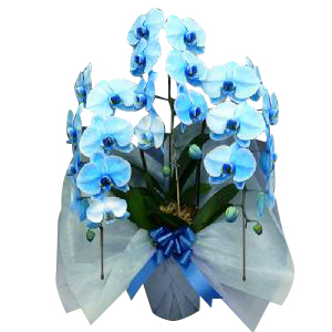 プラチナ胡蝶蘭「クリスタル ブルー」 （大型タイプ 3f27blu）