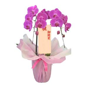 プラチナ胡蝶蘭 ピンク（大型タイプ　2f15p）