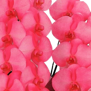 J[ӒuO bhvi^^Cv 3f39rj