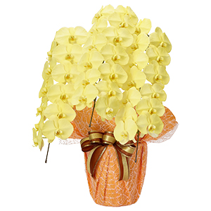 【子株3つ付き・大株】胡蝶蘭 原種 フィリピネンシス 希少なイエローリップ phalaenopsis philippinensis