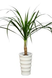 観葉植物 ドラセナ・カンボジアーナ ６号鉢 （陶器）