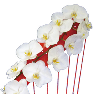 ʉ؂̃c ċ i^^Cv harp1fj