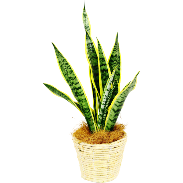 ϗtA TZxA igmIj5ioXPbgj