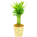観葉植物 ドラセナ サンデリアーナ ライム（幸運の竹）7号鉢（白バスケット）
