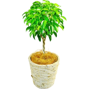 観葉植物 ベンジャミン 6号鉢（白バスケット）