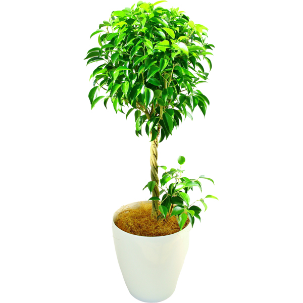 ベンジャミン 7号鉢（ラスターポット）