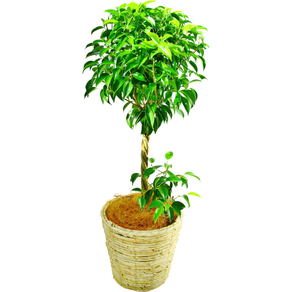 観葉植物 ベンジャミン 7号鉢（白）｜法人ギフトなら花秘書