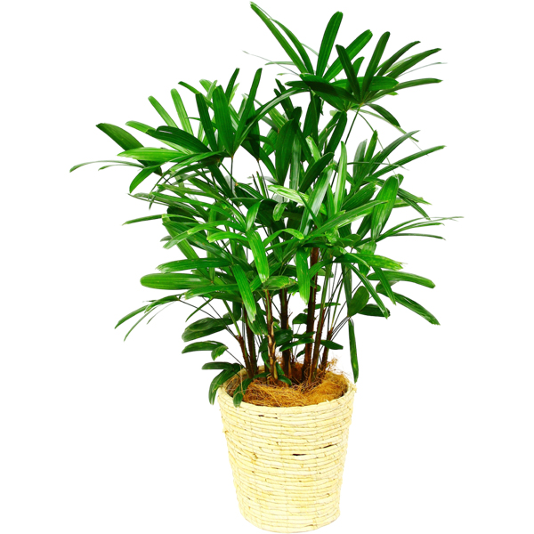 観葉植物　カンノンチク 観葉植物 カンノンチク (観音竹) 7号鉢（白）｜法人ギフトなら花秘書