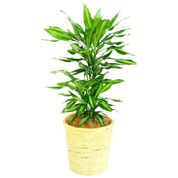 観葉植物　ドラセナジェレ　ジェレ　 2891e42159cb393151220f4805c77d
