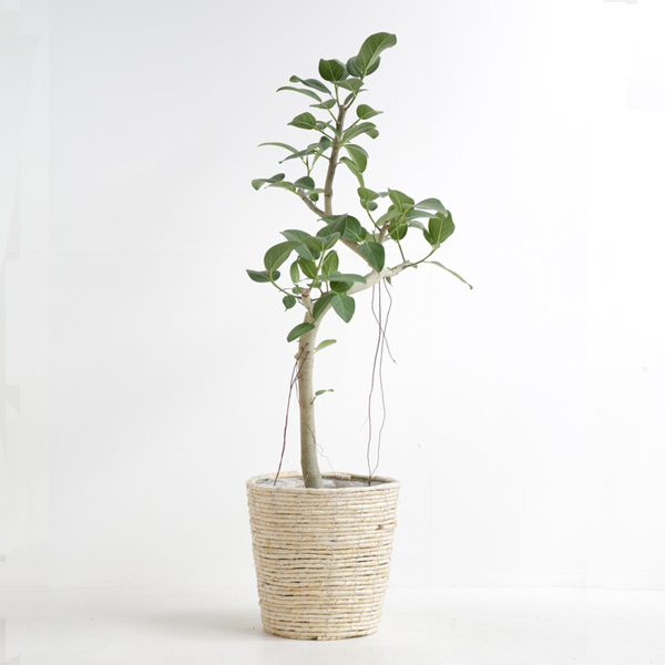 観葉植物 ベンガレンシス 8号鉢（白バスケット）｜お祝いの観葉植物