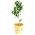 観葉植物 フランスゴムの木 8号鉢（白バスケット）
