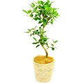 観葉植物 フランスゴムの木 7号鉢（白バスケット）