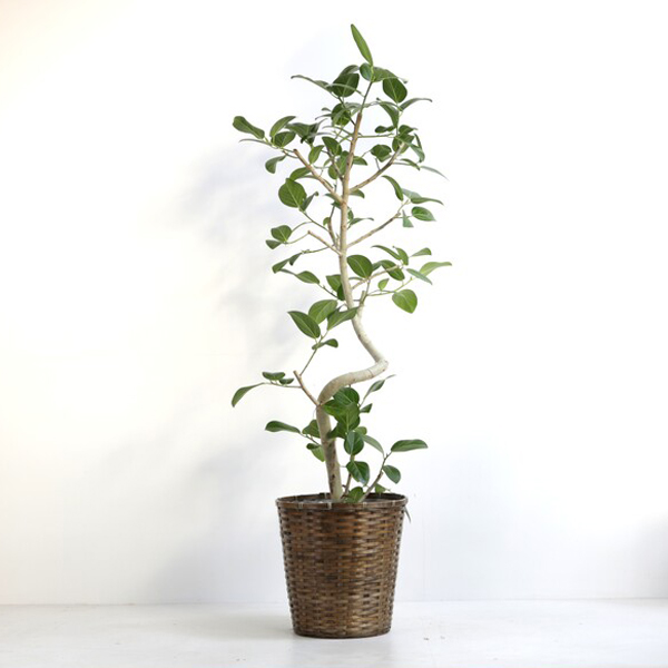 観葉植物　ベンガレンシス　H2000 フィカス・ベンガレンシスの育て方を観葉植物愛好家が解説。植え替えの