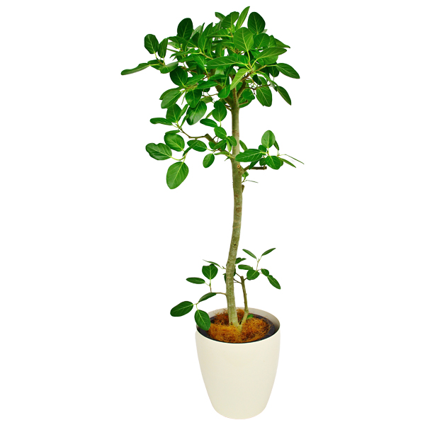 ベンガレンシス 10号鉢（ラスターポット） - 観葉植物