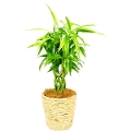 観葉植物 ドラセナ サンデリアーナ ライム（幸運の竹）6号鉢（白バスケット）