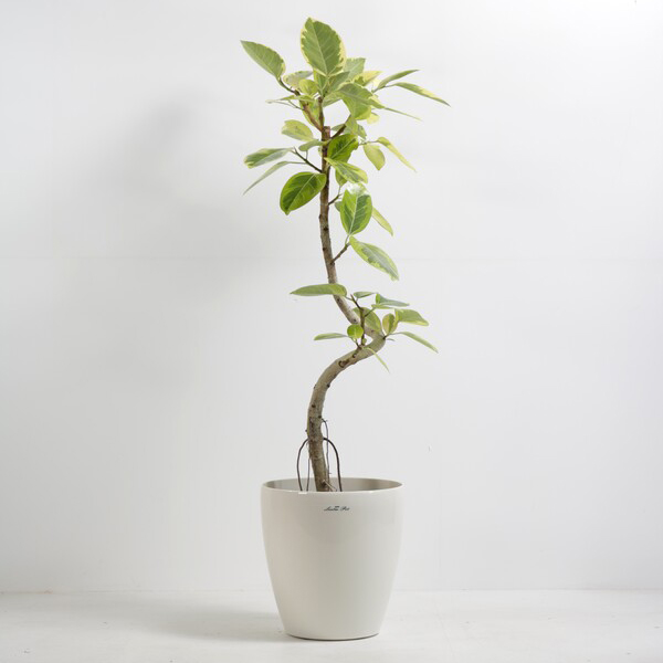 観葉植物 アルテシマ 8号鉢（ラスターポット）｜法人ギフトなら花秘書