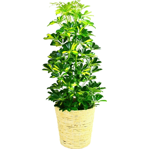ホンコンカポック8本編みタワー 造花観葉植物（高さ85cm幅55cm 