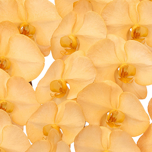 J[ӒuO IWvi^^Cv 3f33orj