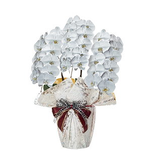 花ルンルン様36 胡蝶蘭大輪 紫 ホンリンローズ3本立ち 30輪-35前後 | 胡蝶蘭なら